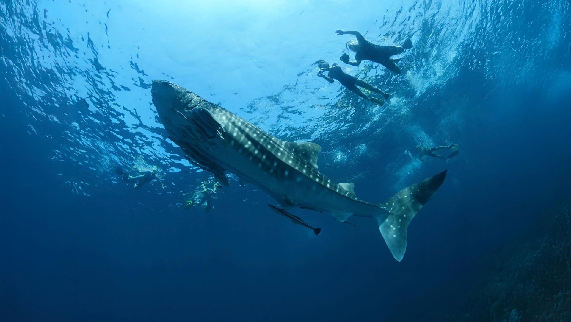 Private Whale Shark Encounter