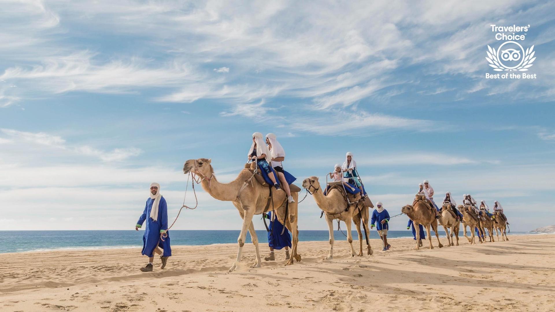 Outback & Cabo Camel Ride
