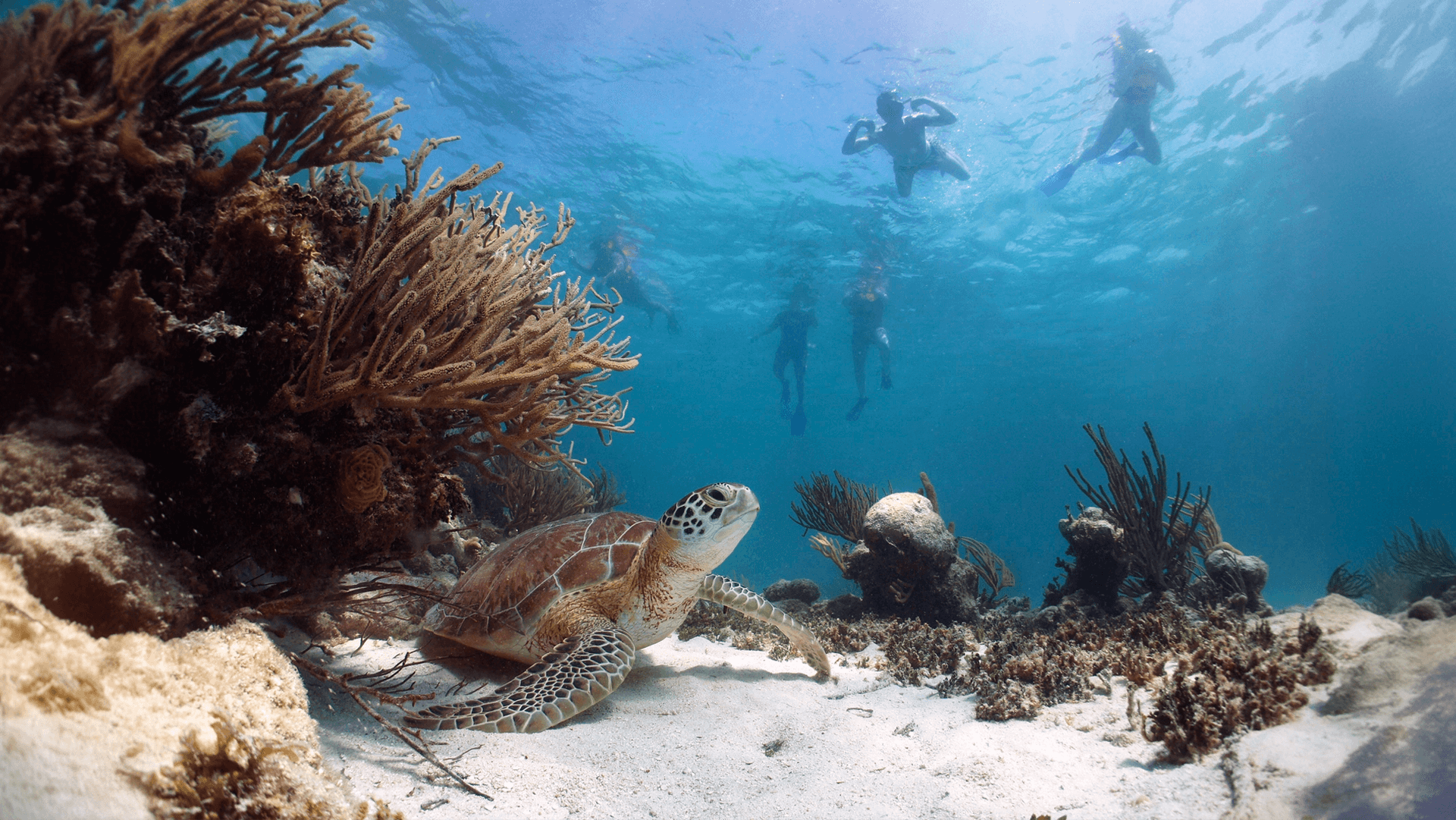 Expedición de snorkel en Cabo Pulmo