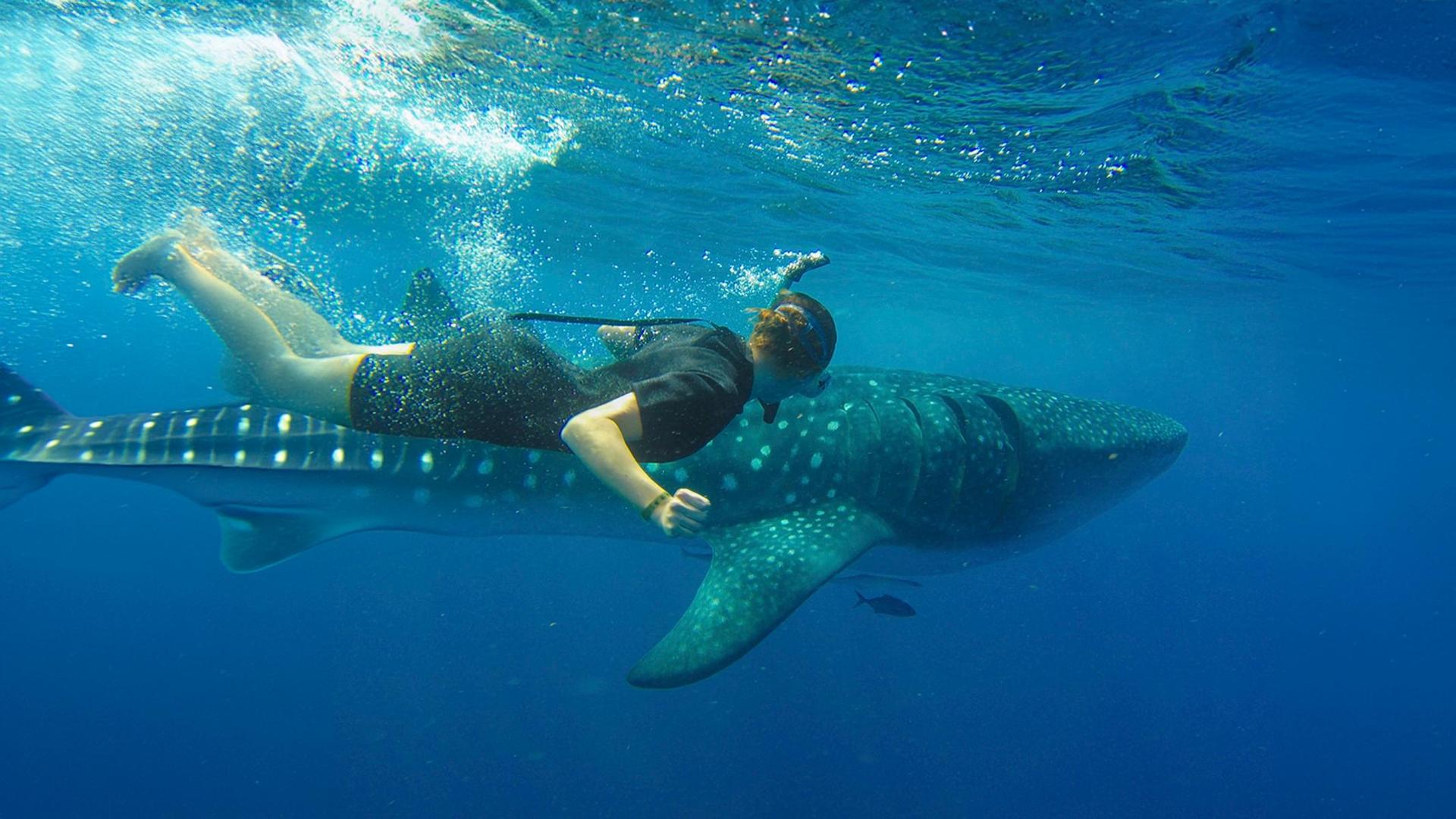 Swimming with Whale Sharks in Cabo